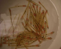 grp0510162316.jpg 200160 23K
