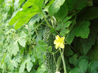 CIMG9701.jpg 200150 37K