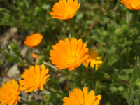 grp0331173214.jpg 200150 34K