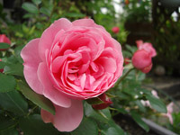 grp0620221747.jpg 200150 33K