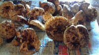 grp1107190452.jpg 200112 34K