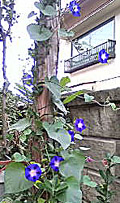 grp1109162533.jpg 120203 43K