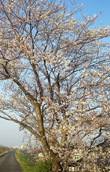 grp0418102555.jpg 110×196 37K grp0418102555.jpg 110×196 37K