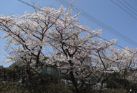 grp0506182137.jpg 200×135 31K grp0506182137.jpg 200×135 31K