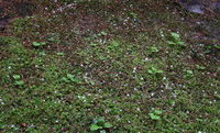 grp0529190106.jpg 200121 37K