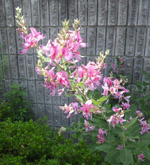grp0728104406.jpg 240320 51K