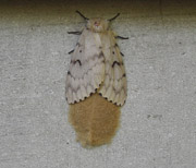 honnbann.jpg 180×154 25K honnbann.jpg 180×154 25K